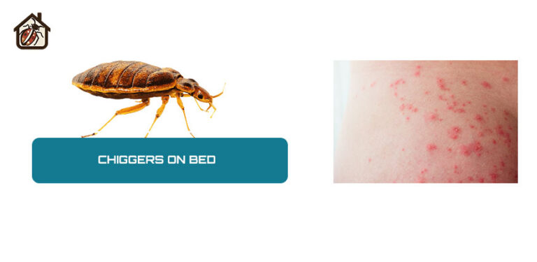 Chiggers on Bed