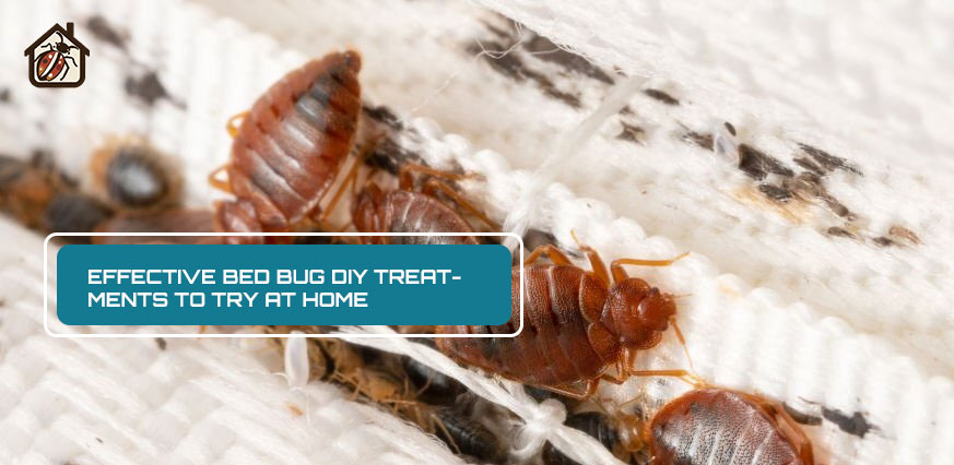 Effective Bed Bug DIY Treatments to Try at Home