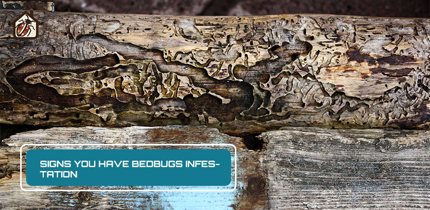 Signs you have bedbugs infestation