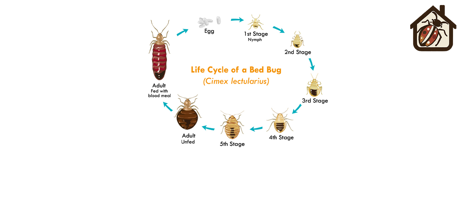 Ticks vs Bed Bugs: Appearance, Habitat, Diseases Caused By Them
