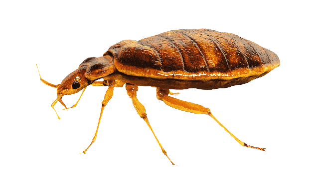 how does bed bug look like