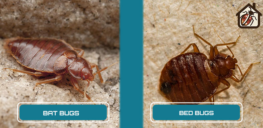 Differences between Bat bugs and bed bugs
