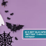 Is a bat bug infestation “better” than a bed bug infestation?