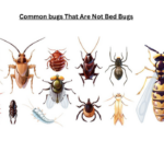 Common bugs That Are Not Bed Bugs
