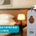 Bed Bugs in a Hotel