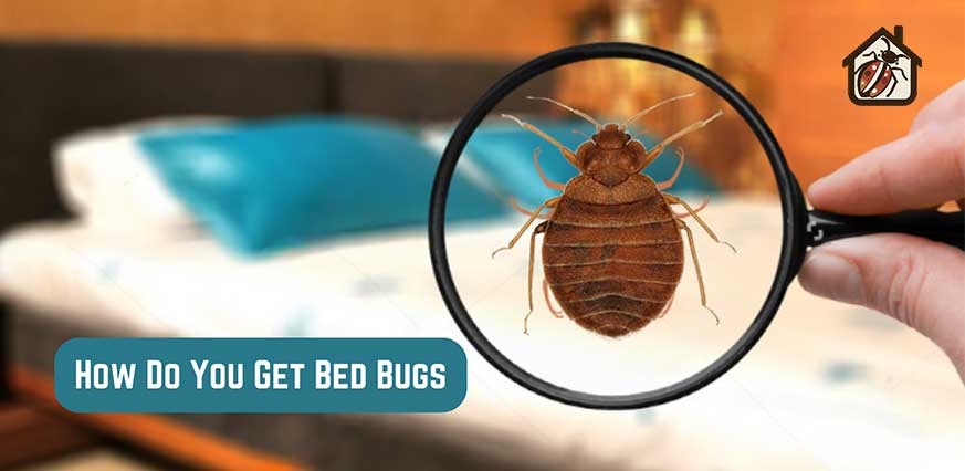 Get Bed Bugs