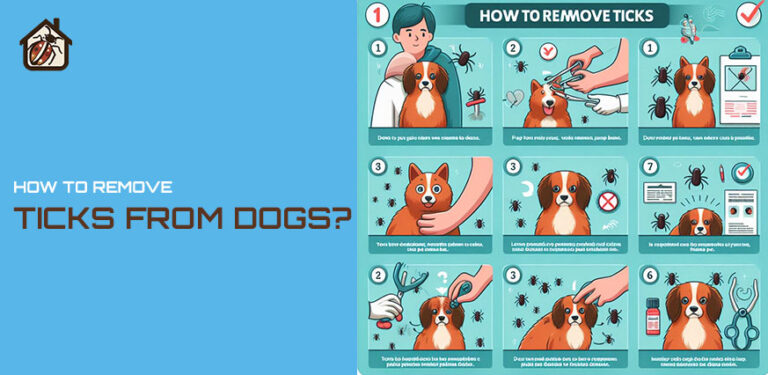 How to Remove Ticks from Dogs?