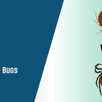 Ticks vs Bed Bugs