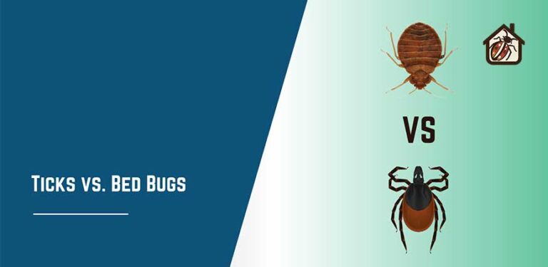 Ticks vs Bed Bugs
