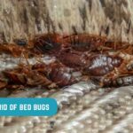 rid of bed bugs
