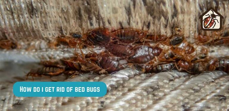 rid of bed bugs