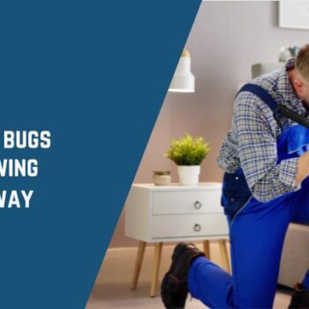 get rid of bed bugs without throwing everything away