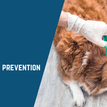 Flea and Tick Prevention for Dogs