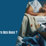 What Attracts Bed Bugs