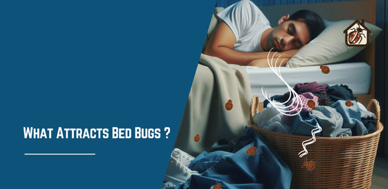 What Attracts Bed Bugs