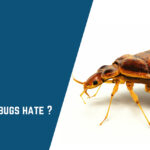 bed bugs hate