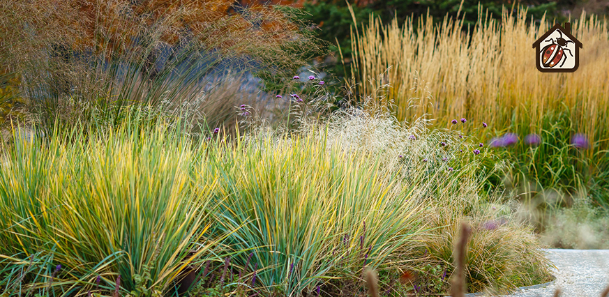 tall grasses in the garden