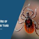 How to Get Rid of Ticks in your Yard