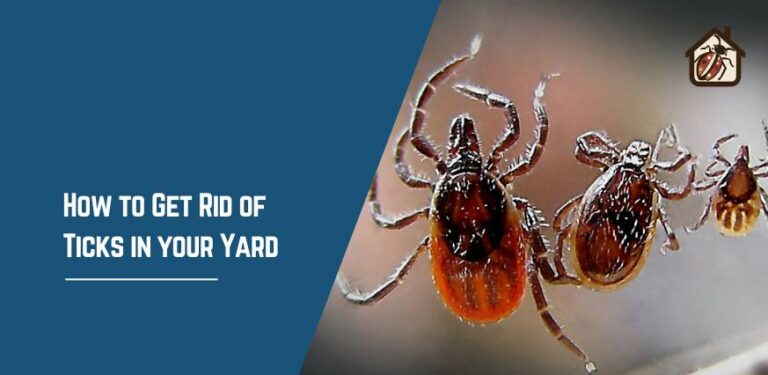 How to Get Rid of Ticks in your Yard