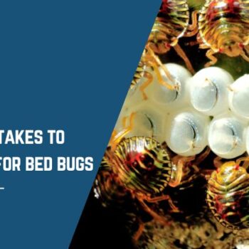 How long it takes to hatch eggs for bed bugs