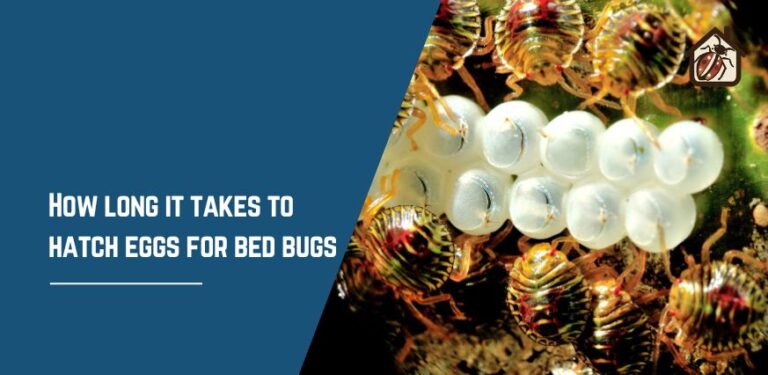 How long it takes to hatch eggs for bed bugs