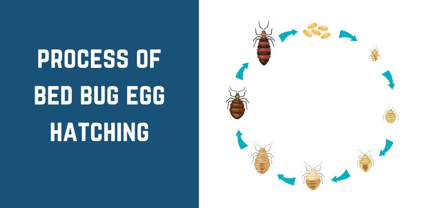process of bed bug egg hatching