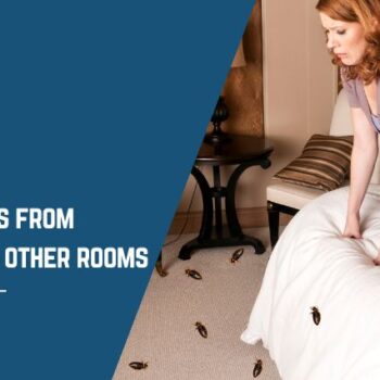 stop bed bugs from spreading to other rooms