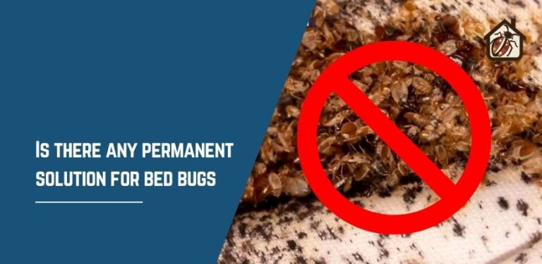 Is there any permanent solution for bed bugs