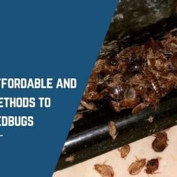 What are affordable and effective methods to deal with bedbugs