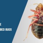 myths about bed bugs