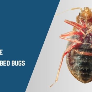 myths about bed bugs