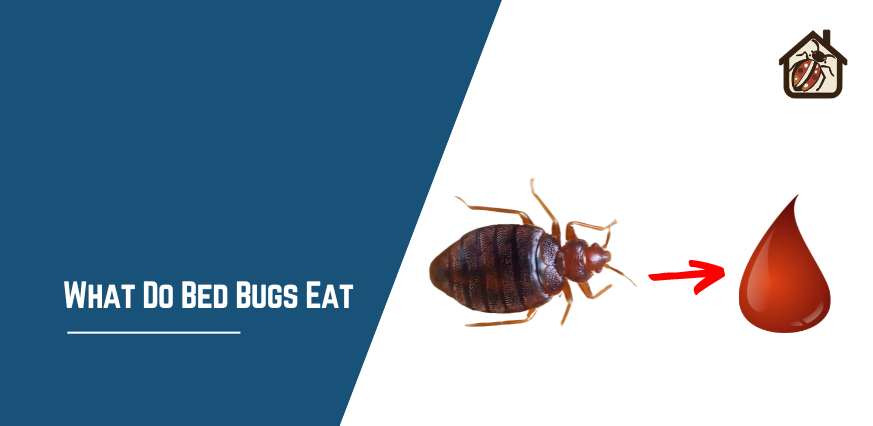 What Do Bed Bugs Eat