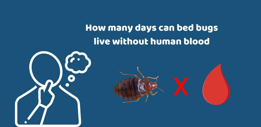 How many days can bed bugs live without human blood