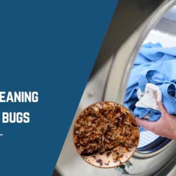 dry cleaning remove bed bugs