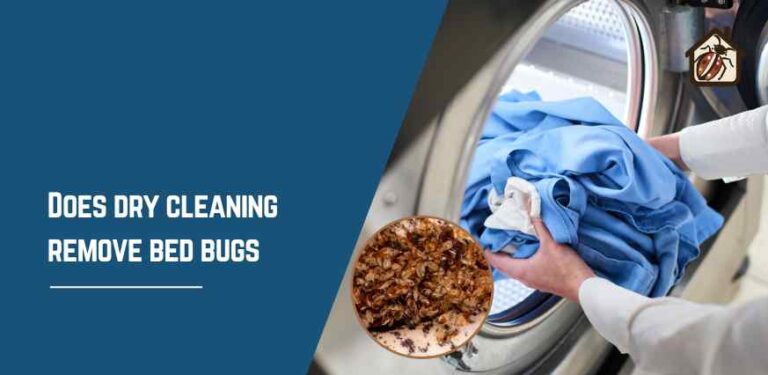 dry cleaning remove bed bugs