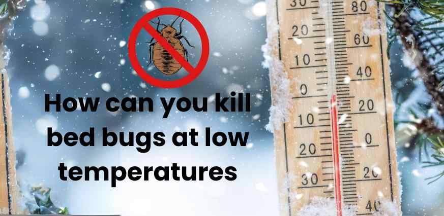 How can you kill bed bugs at low temperatures