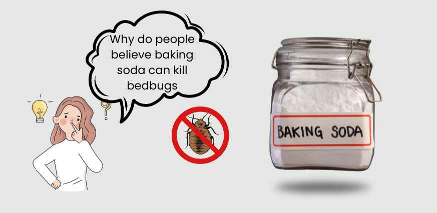 Why do people believe baking soda can kill bedbugs