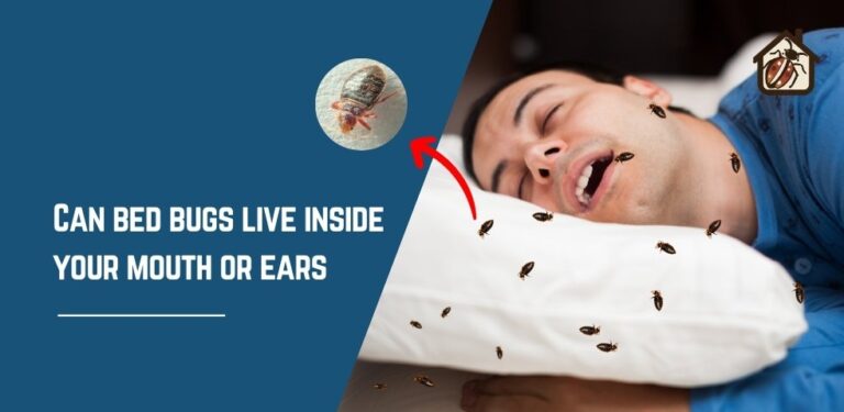Can bed bugs live inside your mouth or ears